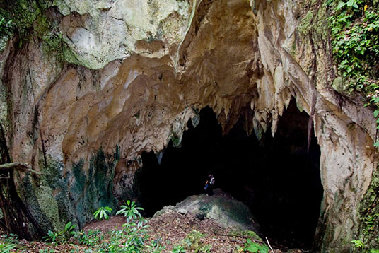 bat alliance for tompotika conservation alto bat alliance for tompotika conservation alto