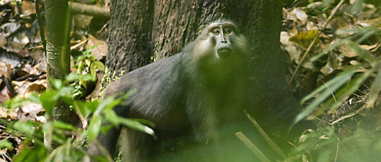 FOREST.Kadur.12658