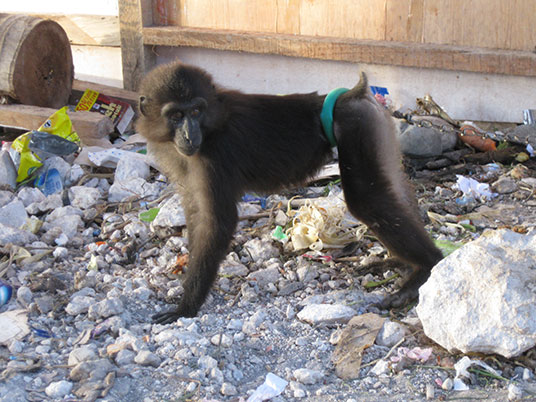 pathetic shot of a wild-caught Tonkean macaque kept on a chain in a public place with rocks and trash to lie on