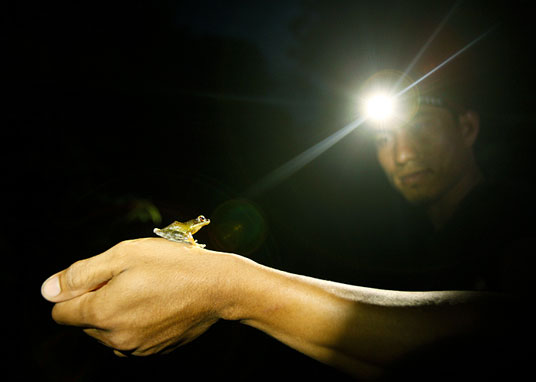 caught in the headlamp, a tiny frog on the photographer's hand