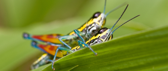 Blue and yellow grasshoppers, Sulawesi