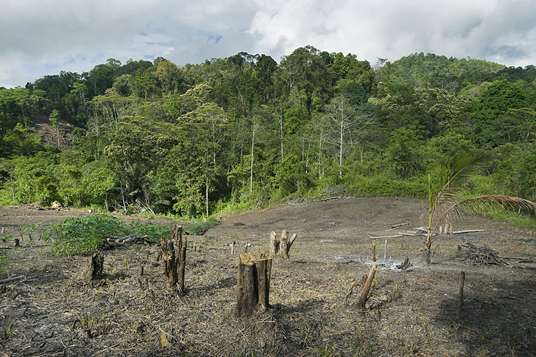 Villagers clear and burn patches of forest for planting crops.