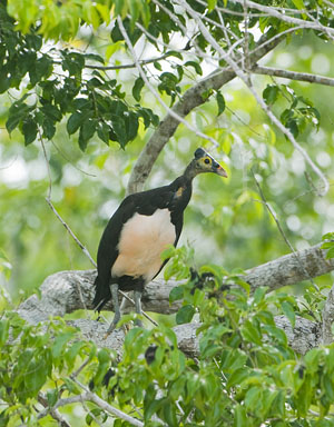 Maleo (Macrocephalon maleo) Megapode, endemic to Sulawesi, Indonesia, Maleo in tree above nesting colony, ENDANGERED