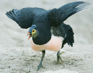 Maleo Alliance For Tompotika Conservation