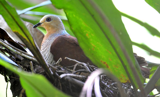 Brown cuckoo dove