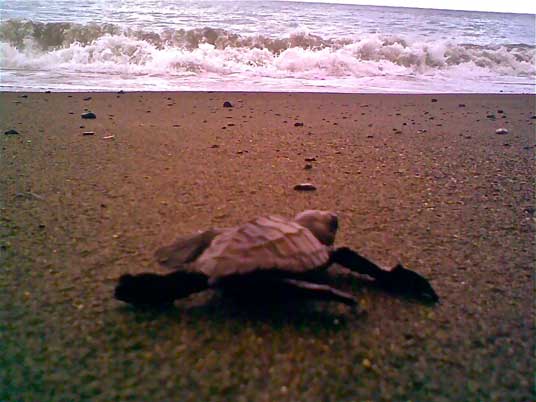 An Olive Ridley hatchling heads to the sea