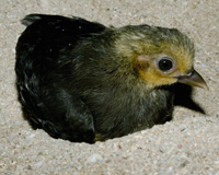 Maleo Aliansi Konservasi Tompotika