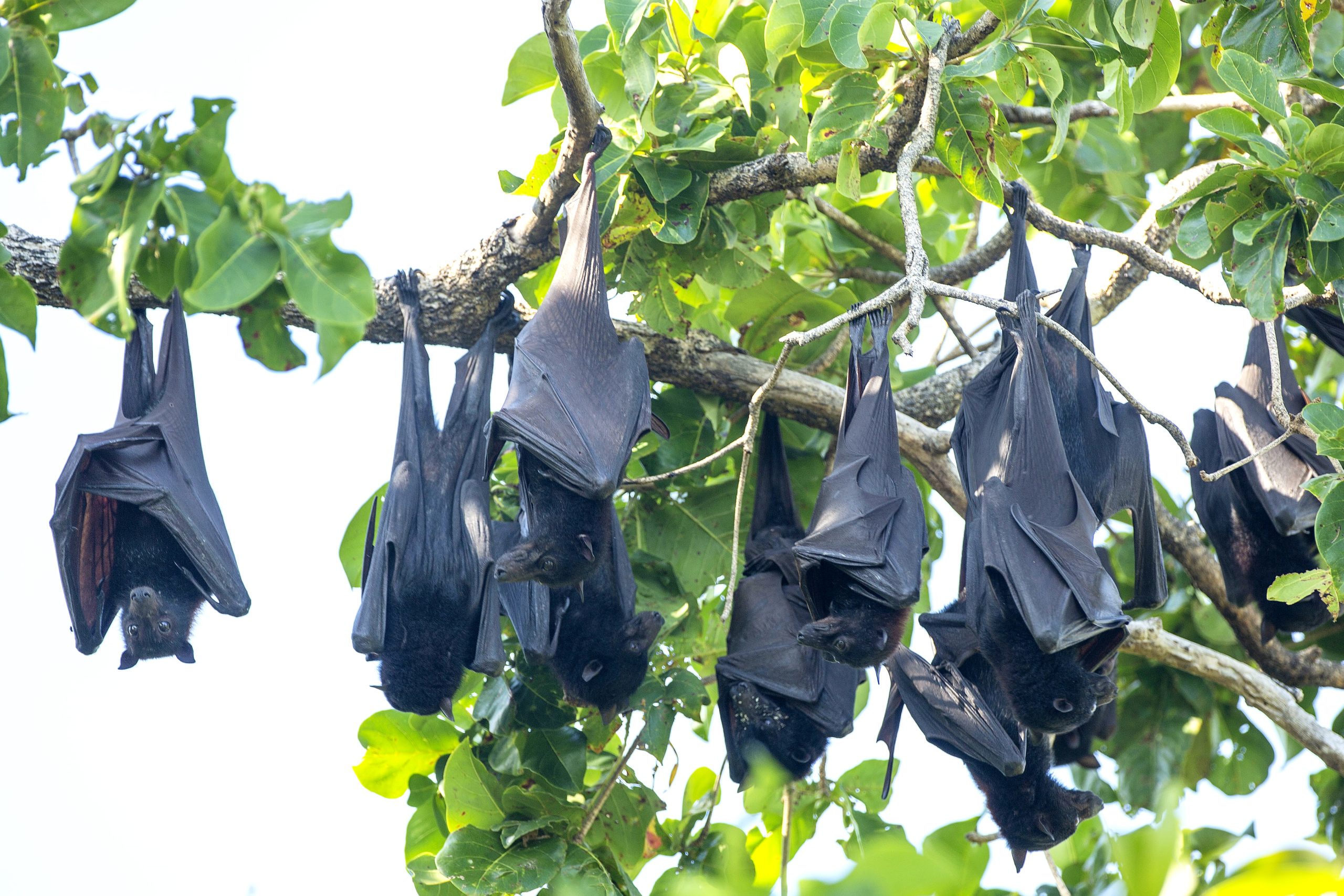 raju tompotika roosting pteropus foxes alecto