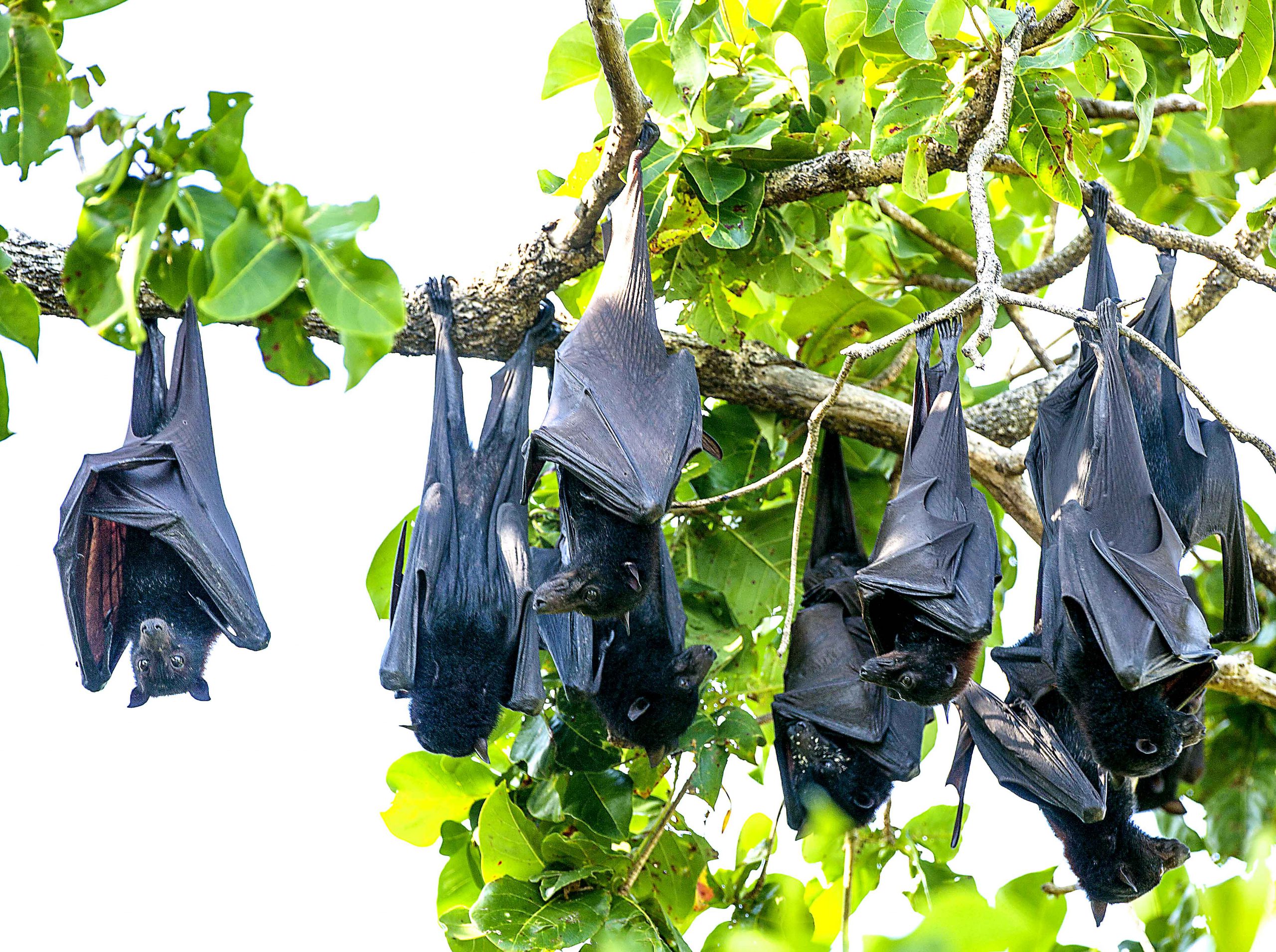 Bats_Adarsh-Raju_new