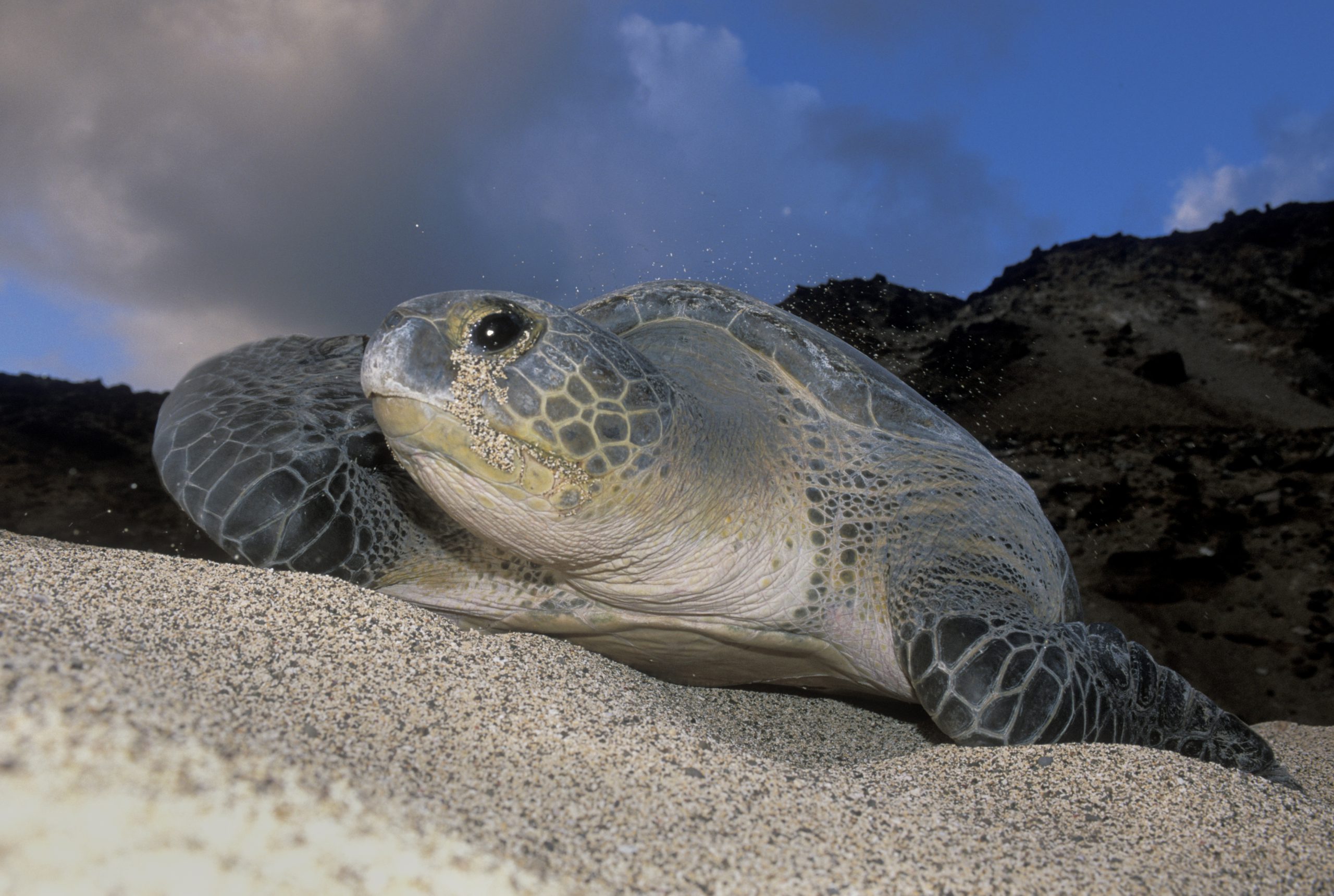 Green Turtle (Chelonia mydas) nesting female on beach, Ascension