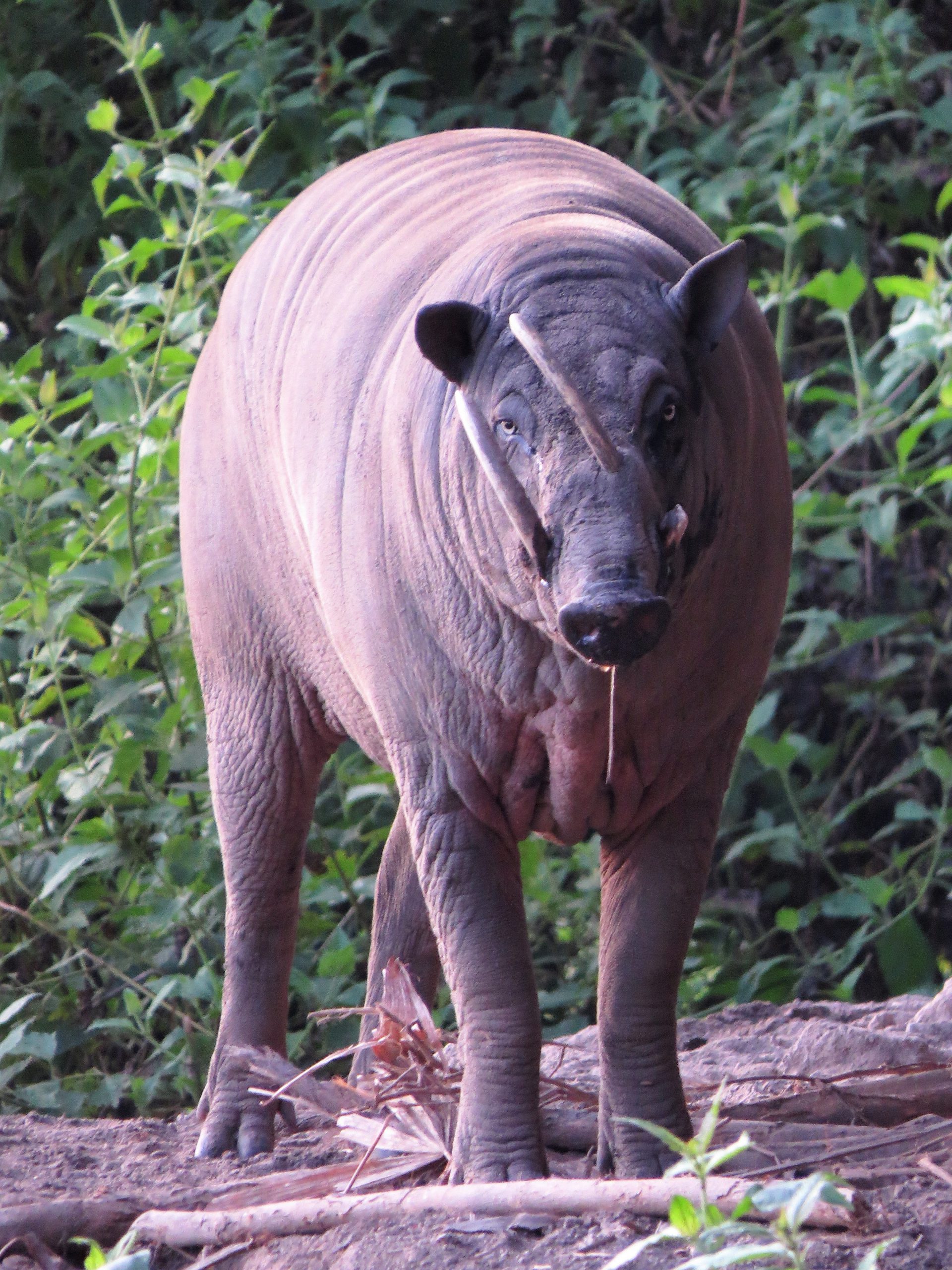 BABI RUSA SAJA LOKASI TASIKOKI SULUT