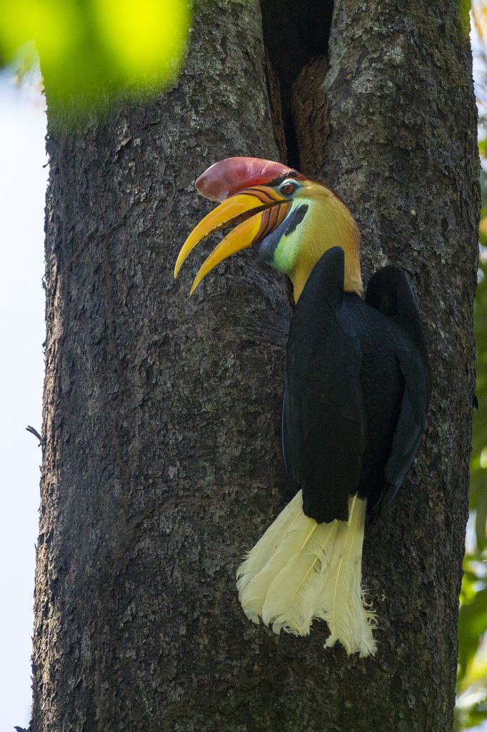 Hornbill_Tangkoko